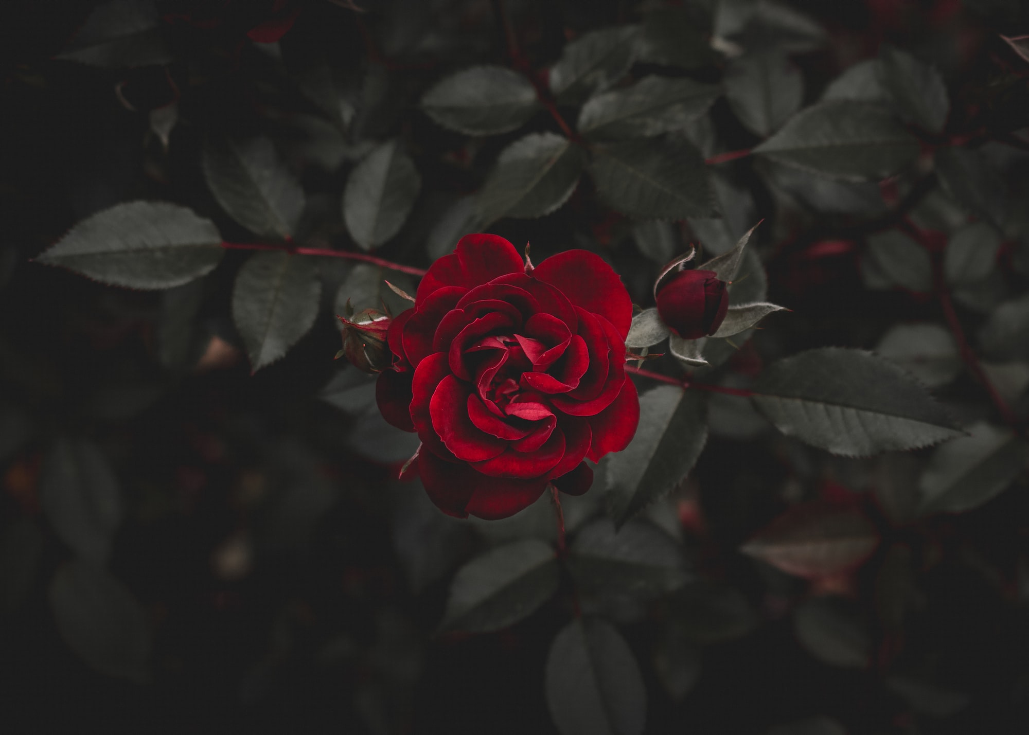 Picture of a Rose